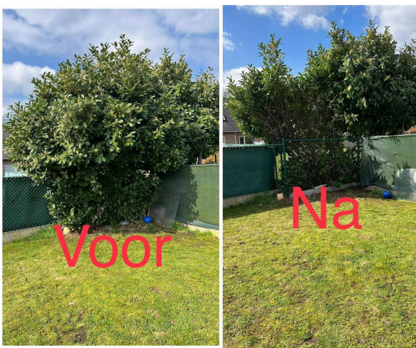 Snoeien van takken Diest, Vlaams-Brabant